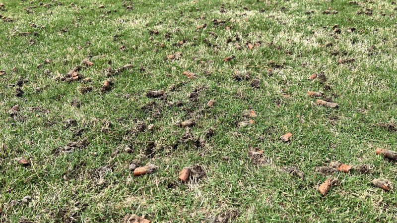 Residential Lawn Aeration detail