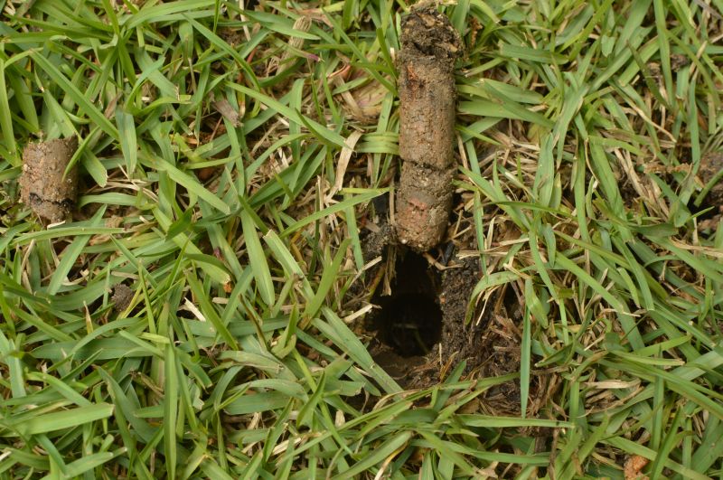 Soil Plugs on Lawn