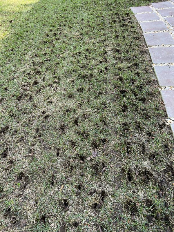 Lawn Core Aeration