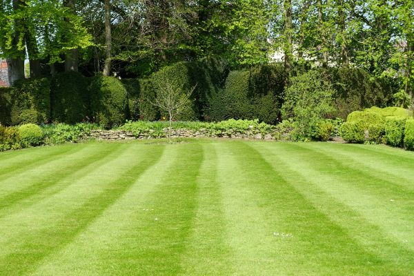 Lawn Renovation