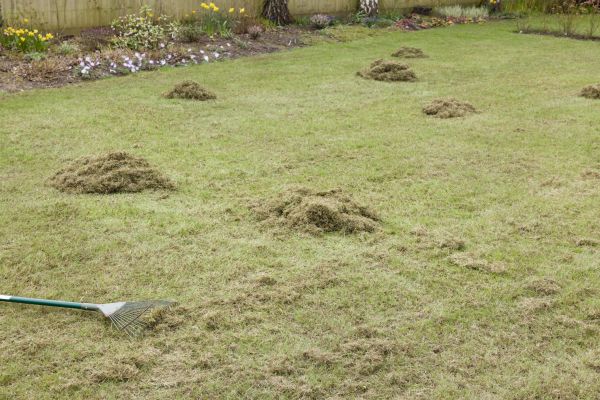 Dethatching