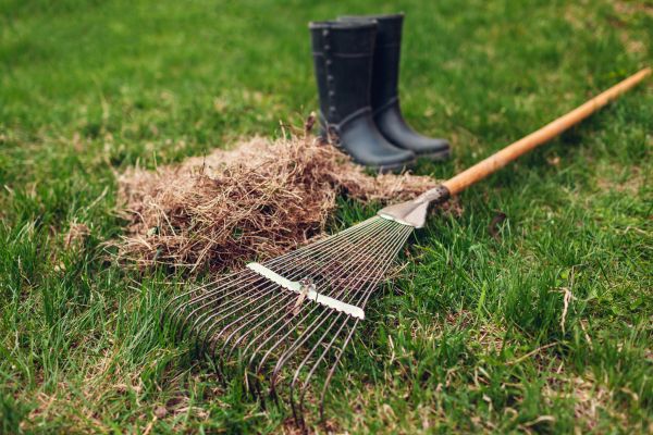Grass Dethatching in Annapolis