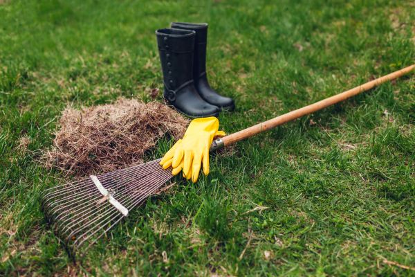 Thatch Elimination