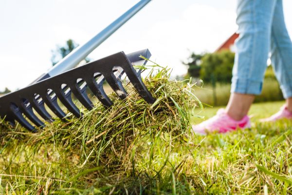 Thatch Removal Service