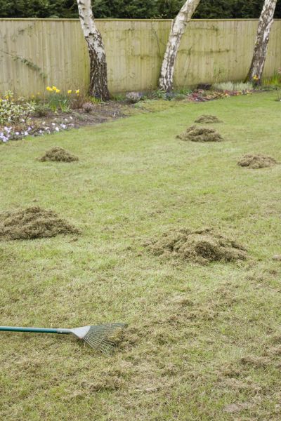 Lawn Thatch Removal Service