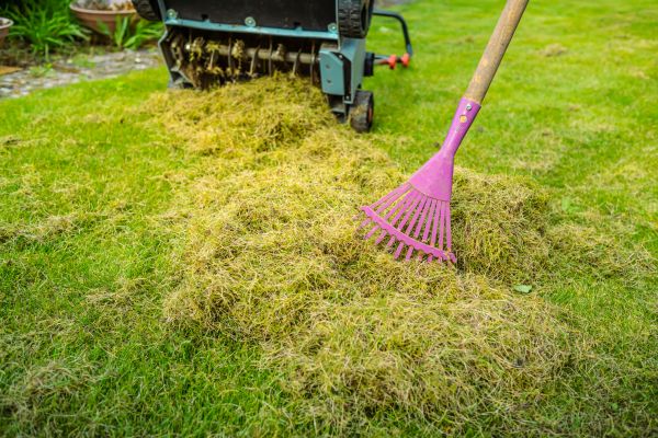 Grass Scarifying
