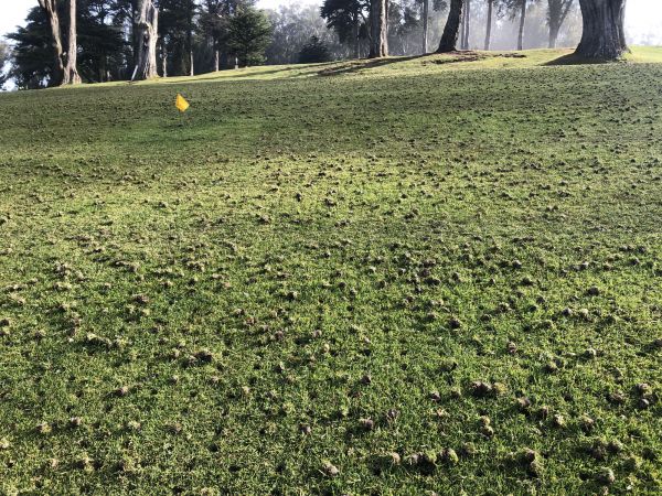 Soil Aeration Service in Annapolis
