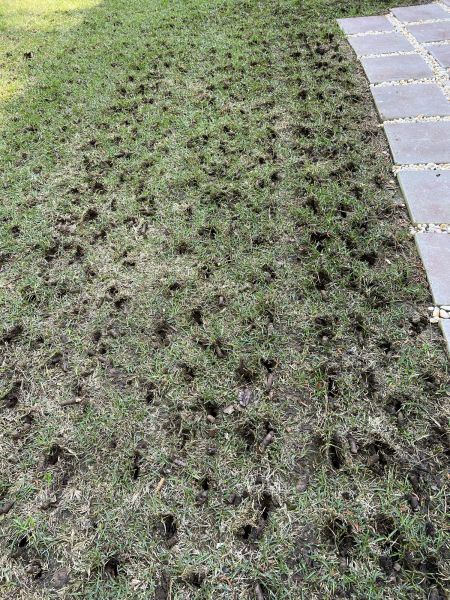 Grass Aeration Service in Annapolis